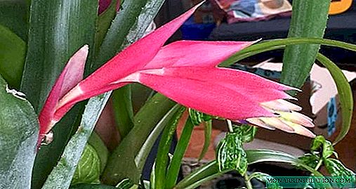 Bilbergia - growing and care at home, photo species