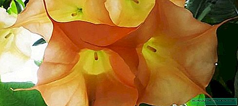 Brugmansia - thuis groeien en verzorgen, fotosoorten