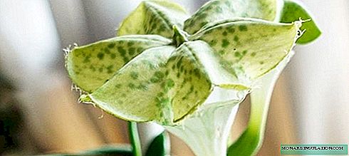 Ceropegia - home care, photo species, reproduction