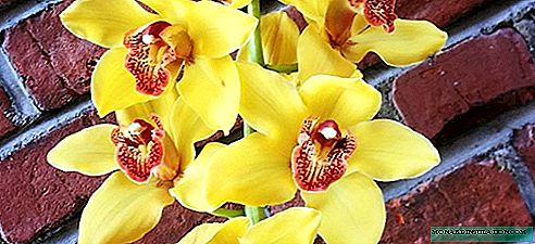 Cymbidium - kotihoito, valokuvalajit, elinsiirrot ja lisääntyminen