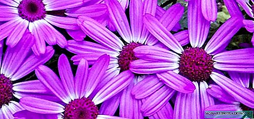 Cineraria - growing and caring at home, photo varieties