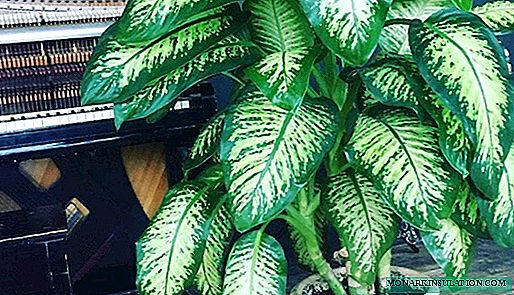 Dieffenbachia at home, care and reproduction, photo