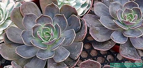 Echeveria - home care, propagation by leaf and sockets, photo species