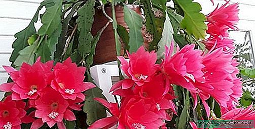 Epiphyllum - hjemmepleje, fotosorter, reproduktion