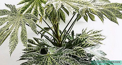 Fatsia Japanese - cultivation, home care, photo species