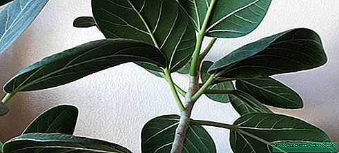 Ficus bengali - creciendo y cuidando en casa, foto
