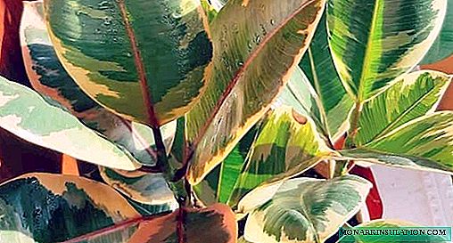 Ficus gummiartig - Pflege und Fortpflanzung zu Hause, Fotoart