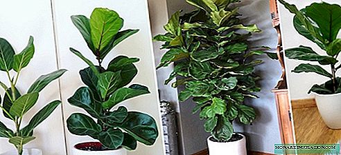 Ficus lyre - gondozás és szaporítás otthon, fénykép