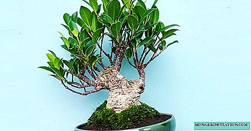Ficus microcarp - hoito ja lisääntyminen kotona, kasvikuva