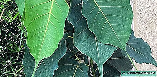Ficus sacred - growing and care at home, photo
