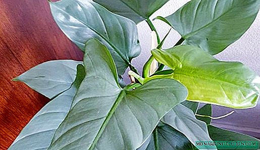 Philodendron - home care, species with photos and names