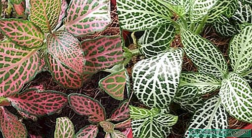 Fittonia - planting, care and reproduction at home, photo species