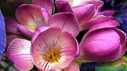 Freesia - planting and care at home, photo species