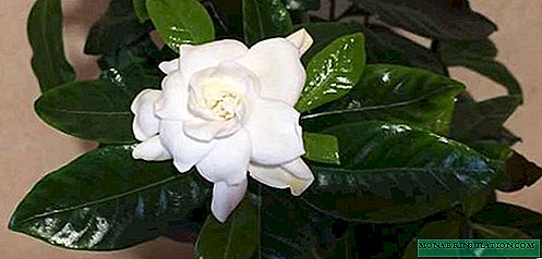 Gardenia jasmine - home care, photo species