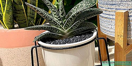 Gasteria - home care, photo species, reproduction