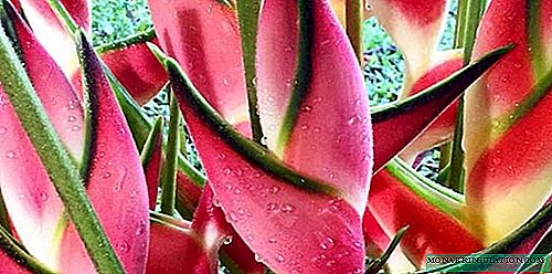 Heliconia - cultivar e cuidar em casa, espécies fotográficas