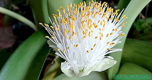 Gemantus - growing and caring at home, photo species