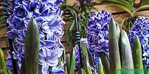 Hyacint - thuiszorg in een pot, foto van variëteiten en soorten