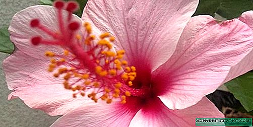 Chinese hibiscus - planting, care and reproduction at home, photo