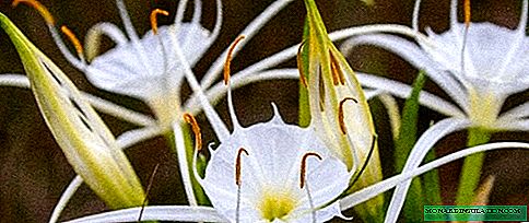 Гименокаллис - выращивание и уход в домашних условиях, фото видов