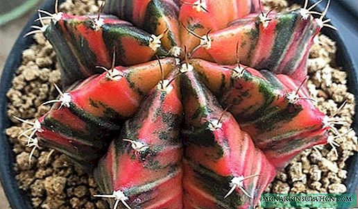 Gymnocalycium - الرعاية والتكاثر في المنزل ، وأنواع الصور