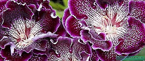 Gloxinia - growing and caring at home, photo species and varieties
