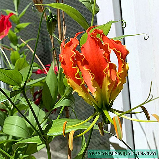 Gloriosa - growing and care at home, photo species