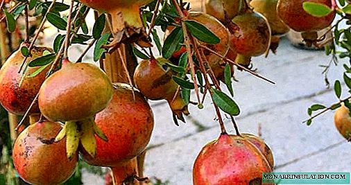 Granatapfel - Anbau und Pflege zu Hause, Fotoarten
