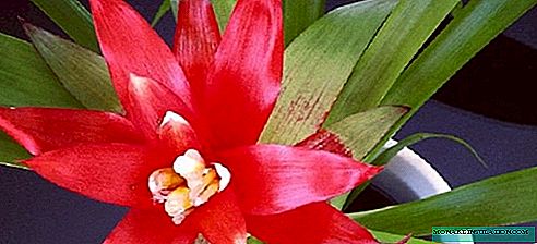 Guzmania