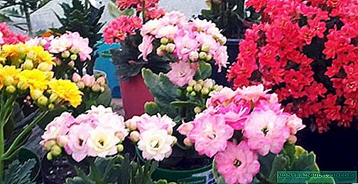 Kalanchoe - planting, growing and care at home, photo species