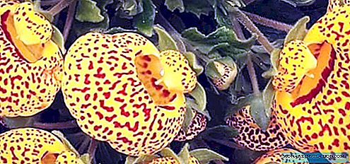 Calceolaria - planting and care at home, photo species