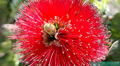 Callistemon - growing and care at home, photo species