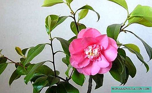 Camellia - domácí péče, foto