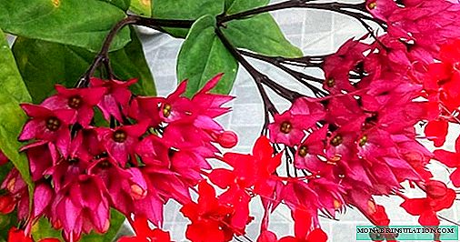 Clerodendrum - home care, reproduction, species photo