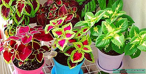 Coleus - planting and care at home, photo species and varieties