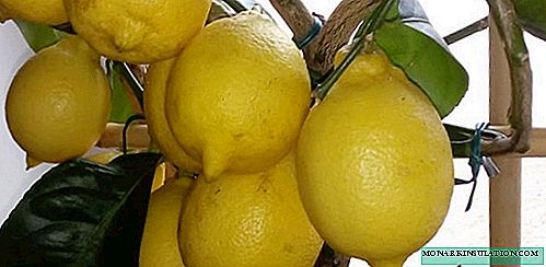 Lemon tree - growing, home care, photo species