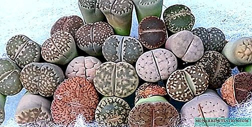 Lithops หินมีชีวิต - เติบโตและดูแลที่บ้านสายพันธุ์ภาพถ่าย
