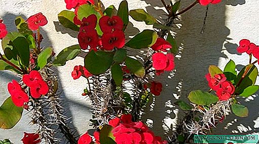Euphorbia mil - hemvård, reproduktion, foto