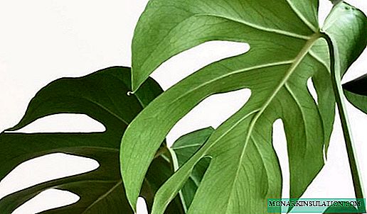 Monstera - home care, photo species and varieties