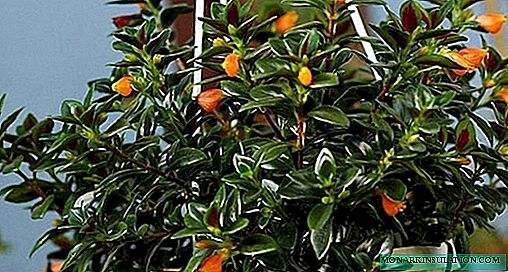 Nemantanthus - auga ir rūpinasi namie, fotografijos rūšys