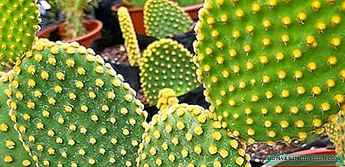 Prickly pear cactus - home care, photo species