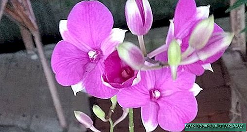Orchid Dendrobium - soins et reproduction à domicile, photo