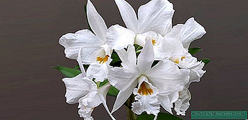Cattleya Orchid - häusliche Pflege, Transplantation, Fotospezies und Sorten