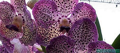 Orchid Wanda - Wachsen und Pflege zu Hause, Foto
