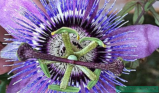Passiflora - growing, home care, photo species
