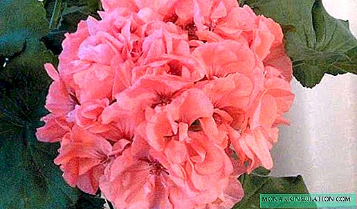 Pelargonium zonal - home care, seed cultivation
