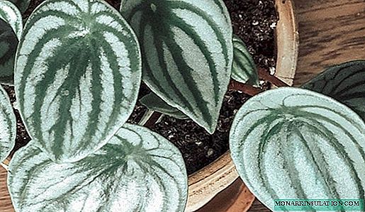 Peperomia - home care, photos and species names