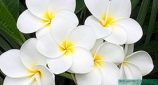 Plumeria - growing and care at home, photo species