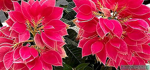 Poinsettia - growing and care at home, photo species