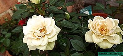 Rose cultivée en pot - entretien, culture et reproduction, photo